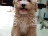 Orjinal Sağlık Garantili Maltipoo Yavrularımız