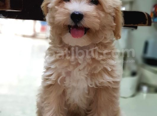 Orjinal Sağlık Garantili Maltipoo Yavrularımız görsel