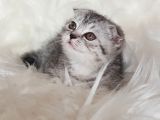 Irk Ve Sağlık Garantili Scottish Fold Yavrularımız