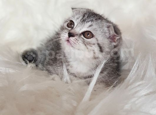 Irk Ve Sağlık Garantili Scottish Fold Yavrularımız görsel