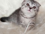 Irk Ve Sağlık Garantili Scottish Fold Yavrularımız