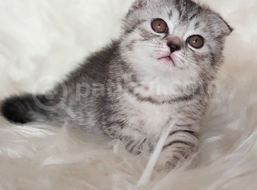 Irk Ve Sağlık Garantili Scottish Fold Yavrularımız