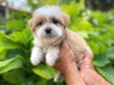 Yavru Malti̇poo