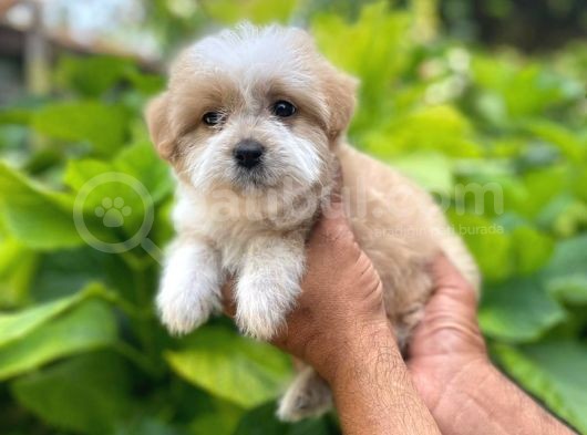 Yavru Malti̇poo görsel