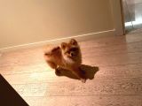 Orijinal Pomerian Boo