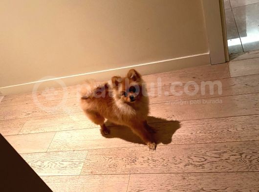 Orijinal Pomerian Boo