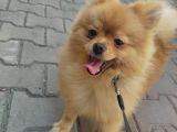 Orijinal Pomerian Boo