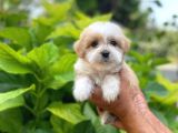 Yavru Malti̇poo