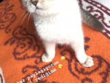 Özel Renk Anne Babadan Irk Garantili Uygun