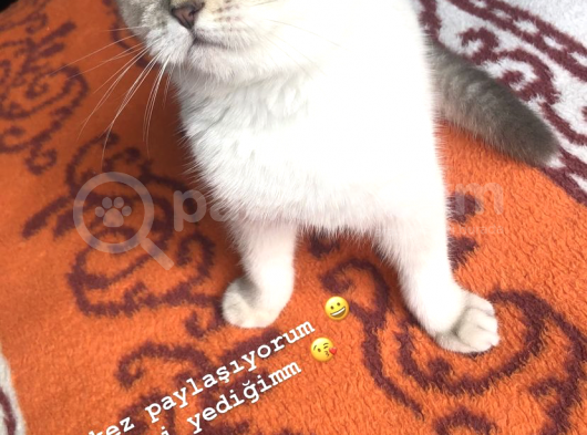 Özel Renk Anne Babadan Irk Garantili Uygun görsel