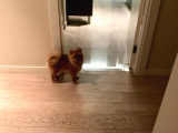 Orijinal Pomerian Boo
