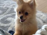 Orijinal Pomerian Boo