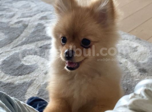 Orijinal Pomerian Boo görsel