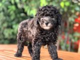Toy Poodle Yavrular  ( Red,Red Brown,Apricot,Silver,Siyah)