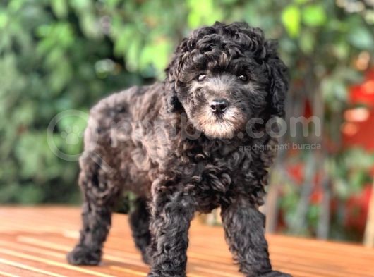 Toy Poodle Yavrular  ( Red,Red Brown,Apricot,Silver,Siyah) görsel