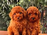 Toy Poodle Yavrular  ( Red,Red Brown,Apricot,Silver,Siyah)