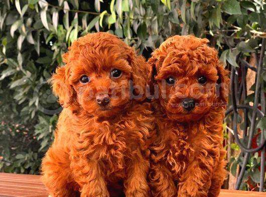 Toy Poodle Yavrular  ( Red,Red Brown,Apricot,Silver,Siyah) görsel