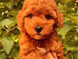 Toy Poodle Yavrular  ( red,red brown,apricot,silver,siyah)