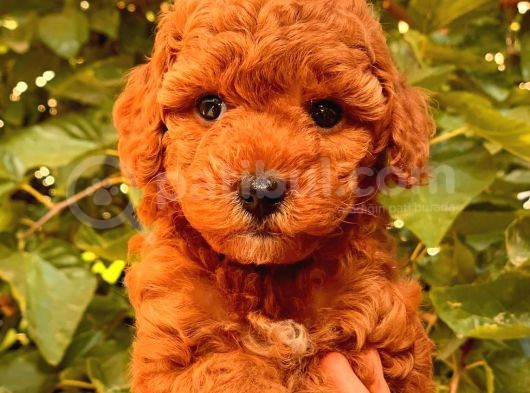 Toy Poodle Yavrular  ( Red,Red Brown,Apricot,Silver,Siyah)