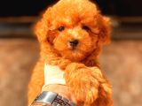 Toy Poodle Yavrular  ( Red,Red Brown,Apricot,Silver,Siyah)