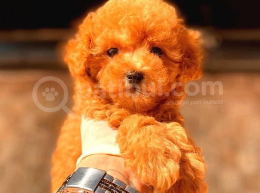 Toy Poodle Yavrular  ( Red,Red Brown,Apricot,Silver,Siyah) görsel