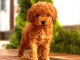 Toy Poodle Yavrular  ( Red,Red Brown,Apricot,Silver,Siyah)