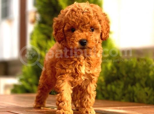 Toy Poodle Yavrular  ( Red,Red Brown,Apricot,Silver,Siyah) görsel