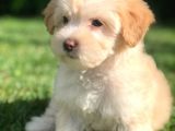 Orjinal Sağlık Garantili Maltipoo Yavrularımız
