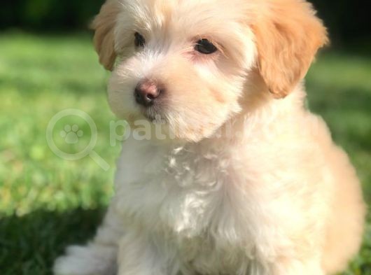 Orjinal Sağlık Garantili Maltipoo Yavrularımız görsel