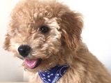 Toy Poodle