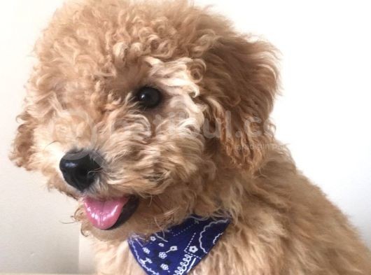 Toy Poodle görsel