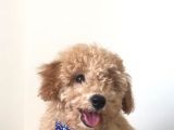 Toy Poodle