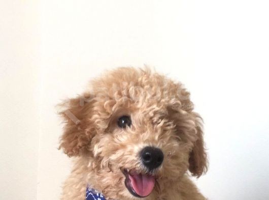 Toy Poodle