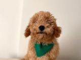 Toy Poodle