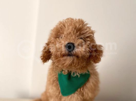 Toy Poodle görsel
