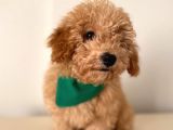 Toy Poodle