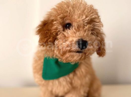 Toy Poodle görsel