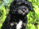 Orjinal Toy Poodle Yavrularımız