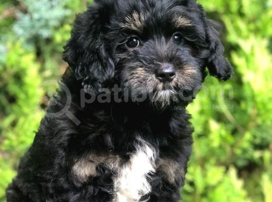 Orjinal Toy Poodle Yavrularımız görsel