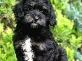 Orjinal Toy Poodle Yavrularımız