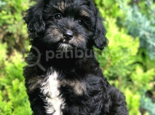 Orjinal Toy Poodle Yavrularımız görsel
