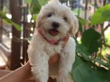 Orjinal Sağlık Garantili Maltipoo Yavrularımız