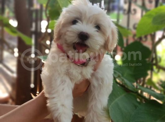 Orjinal Sağlık Garantili Maltipoo Yavrularımız görsel