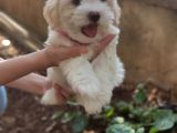 Orjinal Sağlık Garantili Maltipoo Yavrularımız