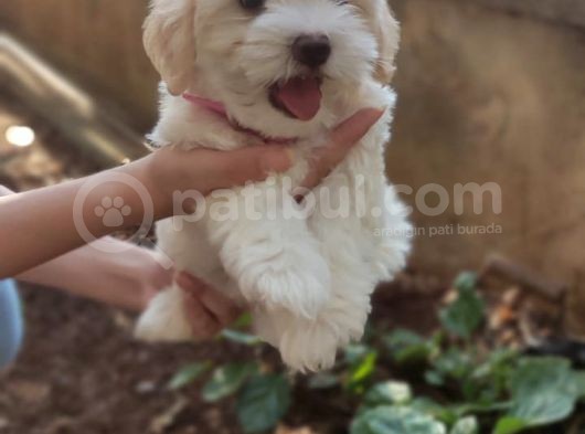 Orjinal Sağlık Garantili Maltipoo Yavrularımız görsel