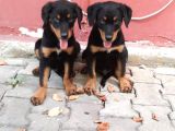 Rottweiller Yavru