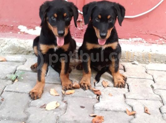 Rottweiller Yavru görsel