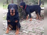 Rottweiller Yavru