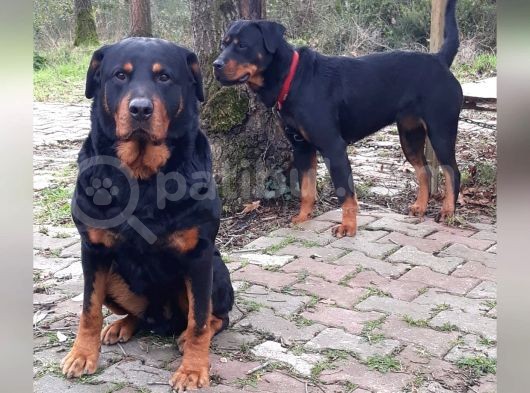 Rottweiller Yavru