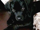 3 Aylık Dişi Cane Corso